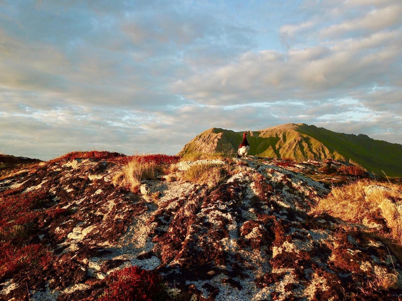 Lofoten Bay View Bostad Zewnętrze zdjęcie